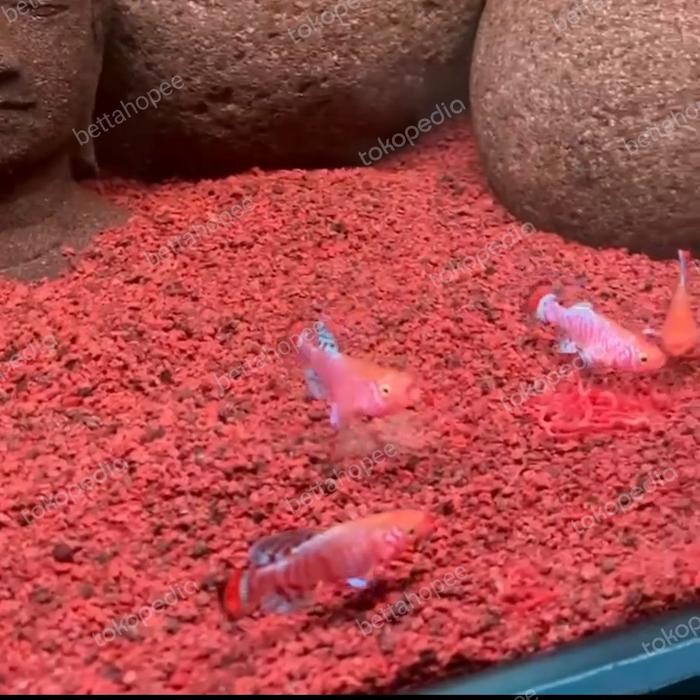 KILLIFISH RACHOVII (SEPASANG)