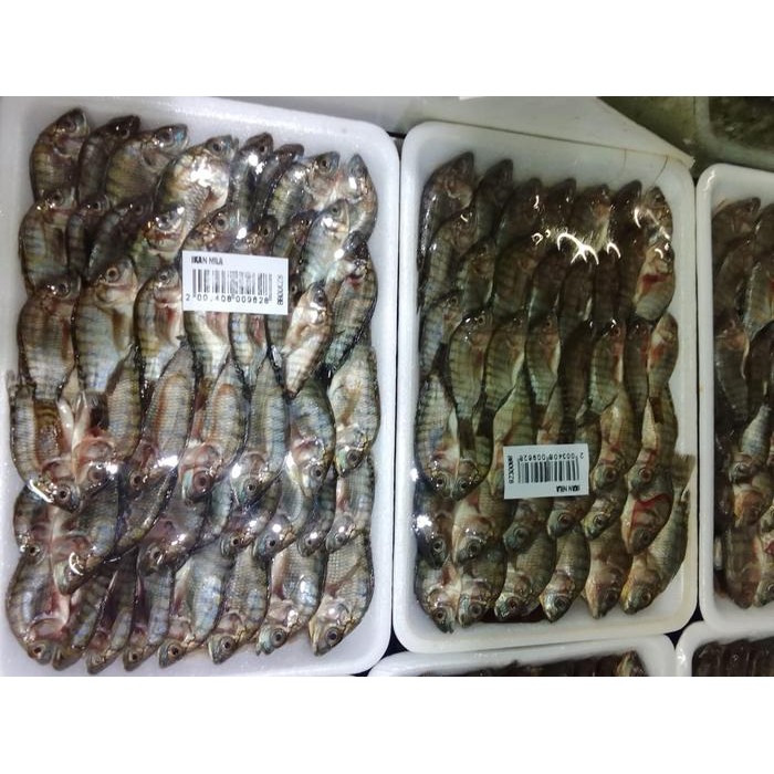 

Ikan Nila Baby Per pack/Ikan Nila kecil per Bungkus