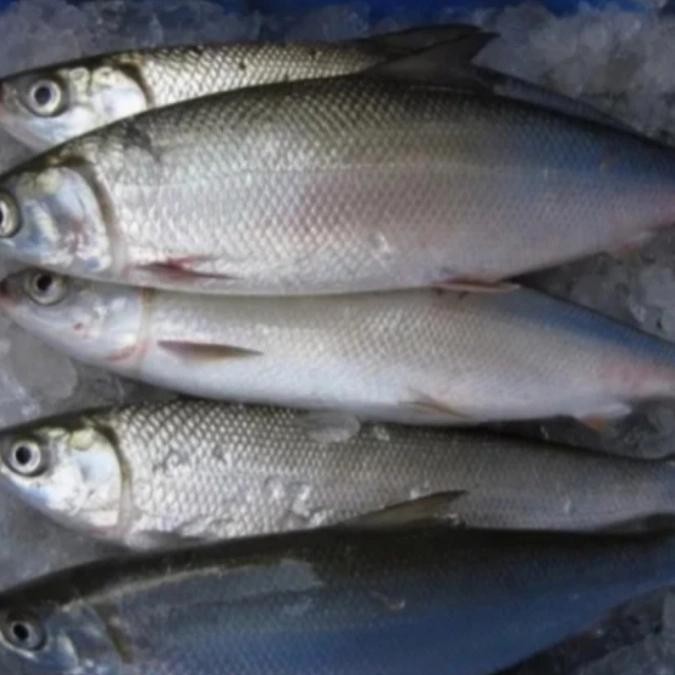 

Ikan Bandeng Berkualitas - Ikan Segar - Jumbo 1 Kilogram