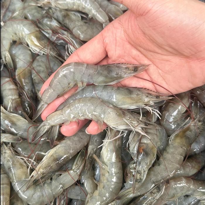 

Udang Vaname Fresh dari tambak size 80 / Udang Vaname Premium