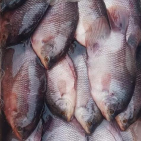 

Ikan Gurame Segar - 1kg