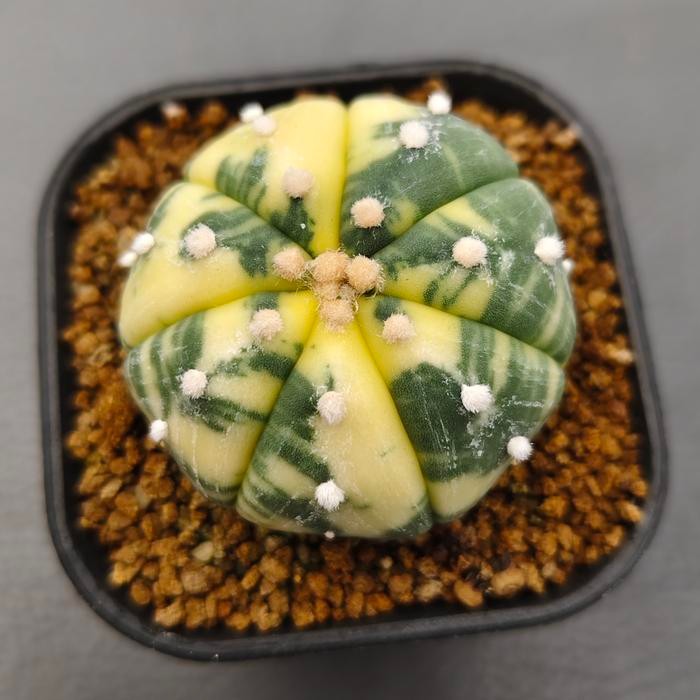 Astrophytum Asterias Variegata