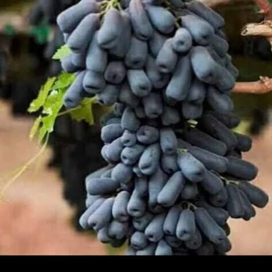 Tanaman Buah Anggur Moondrop/Black Saphire