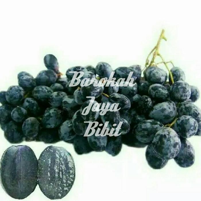 Bibit Anggur Autumn Royal Seedles (Non Biji) Grafting