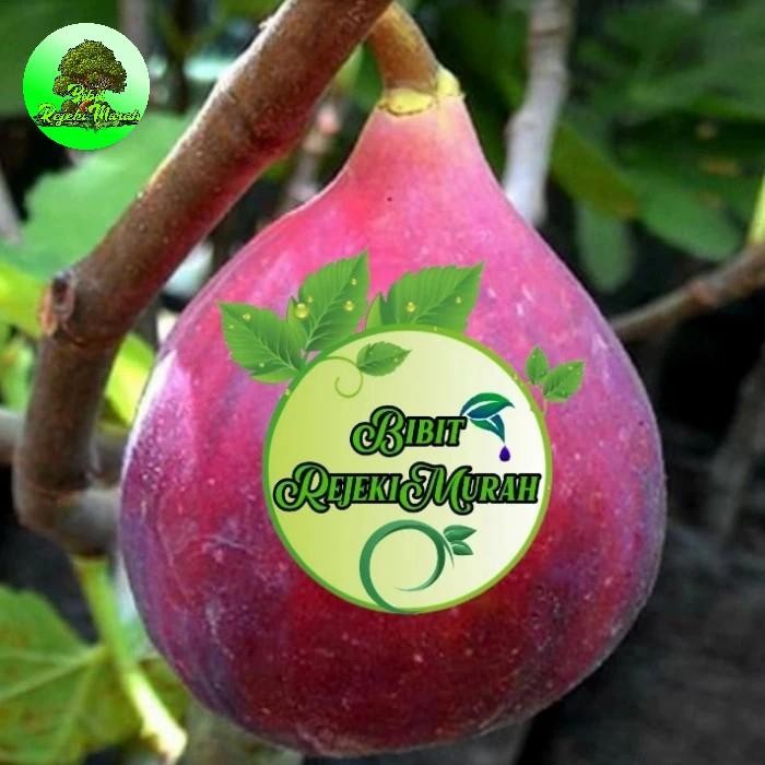 Bibit Buah Tin Red Israel Jumbo Kondisi Sudah Berbuah Buah Tin