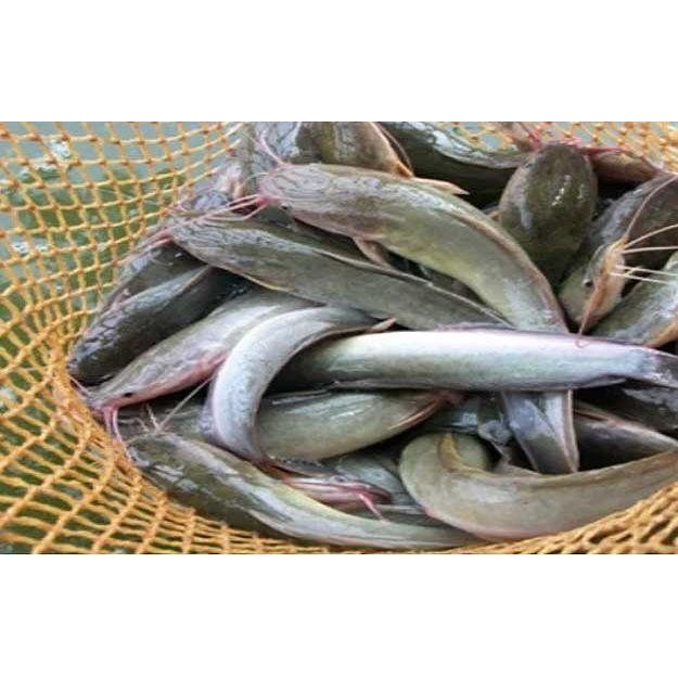 

(Allthebest) Lele Segar 1kg