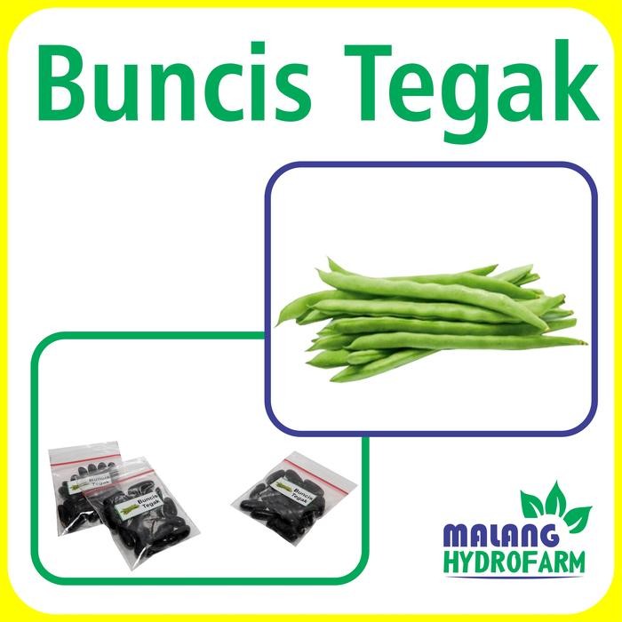 Benih Buncis Tegak Unggulan Berkualitas biji bibit repack sayuran sayur perdu hidroponik hydroponik