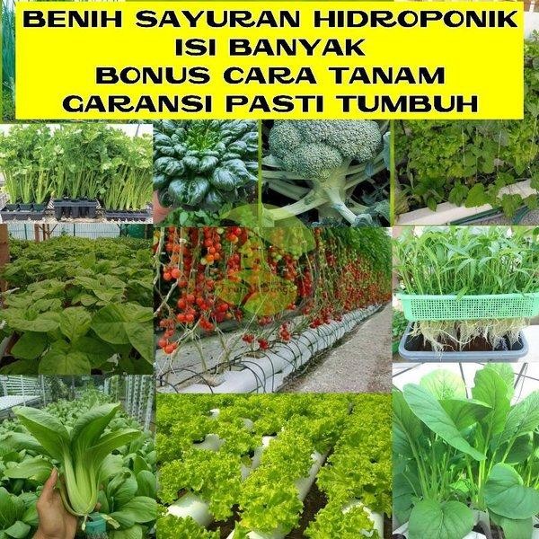 Terbaru Bibit Benih Sayuran Benih Sayur Hidroponik Bibit Sayur