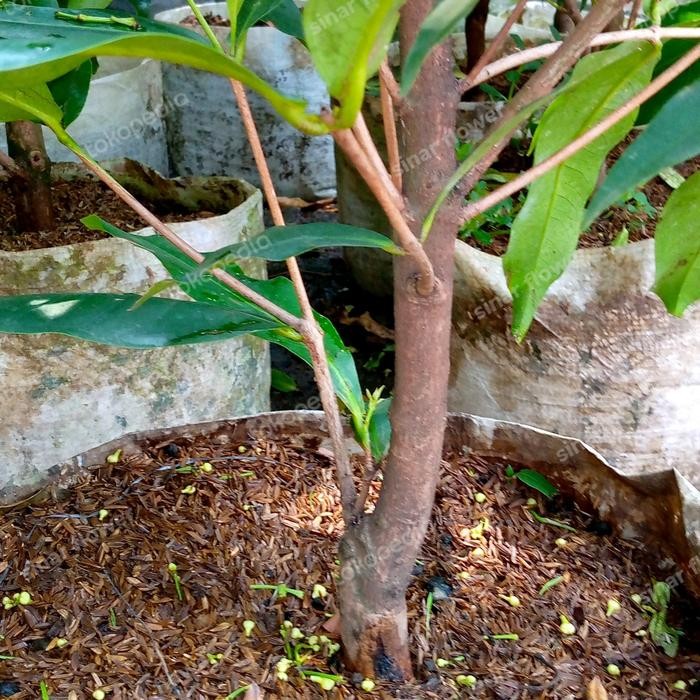 Pohon Jambu Air Citra Pohon Jambu Sudah Berbunga