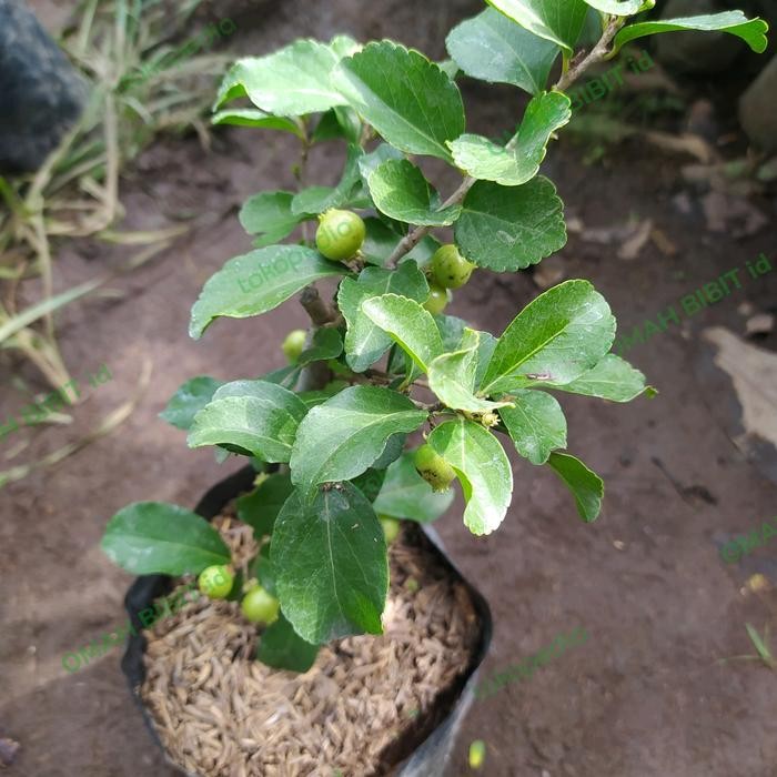 Bibit Cherry Jepang Sudah Berbuah