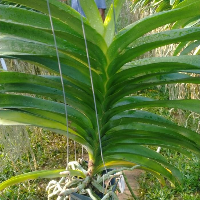 Anggrek Vanda Jumbo Limited Edition