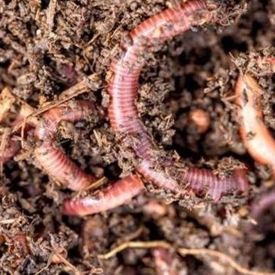 NEMATISIDA / OBAT CACING ORGANIK VERMIS 100 ML UNTUK TANAMAN