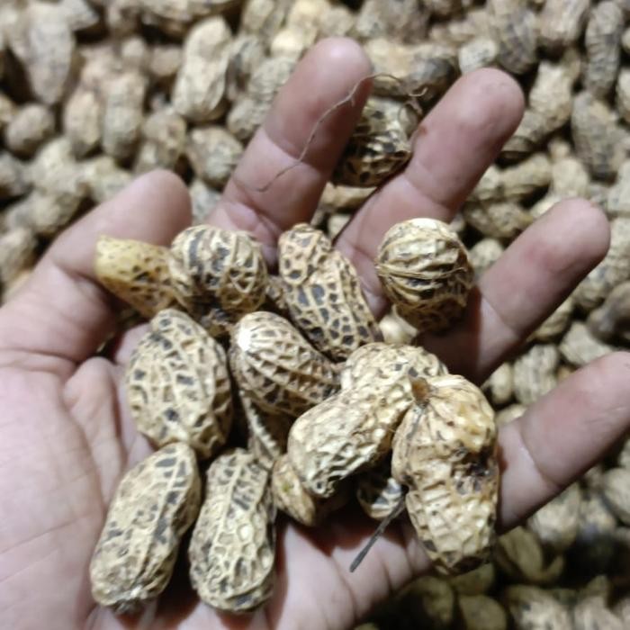 

Ready Kacang Tanah Kulit Mentah