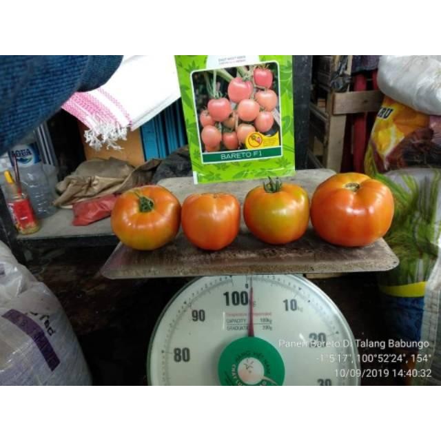 [Expert] 15 Biji - Benih tomat buah BARETO F1 - Tomat jumbo untuk ukuran tomat buah