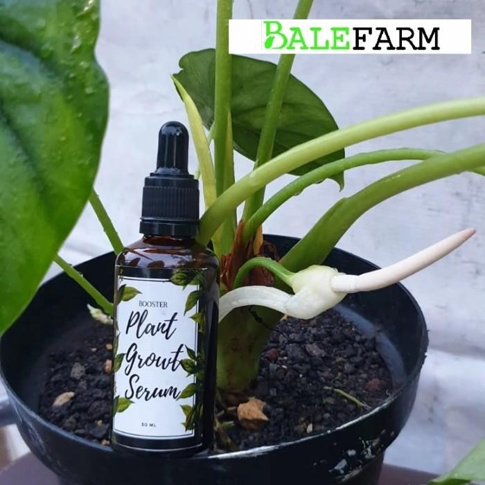 Pupuk Tanaman Hias Lebih Ampuh dari Albero Aglonema Plant Growth Serum