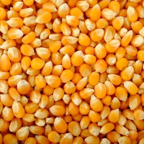 

POPCORN JUMBO MUSHROOM 1 SAK / BIJI JAGUNG POP CORN MUSHROOM BESAR