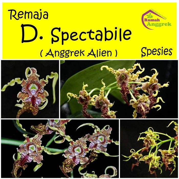 Anggrek Dendrobium Spectabile Remaja dendro alien galaxy spectabil spe