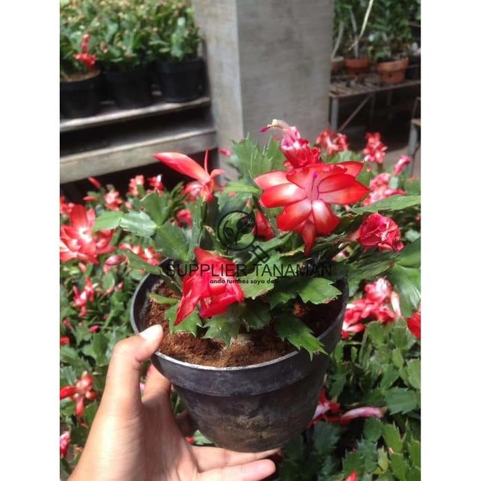 Tanaman Bunga Wijaya Kusuma Kepiting Merah Besar sudah berbunga