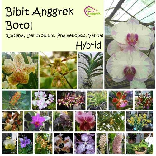 Bibit Botol Anggrek Bulan Dendrobium Cattleya Vanda Phalaenopsis