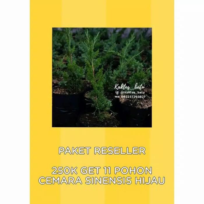PAKET RESELLER CEMARA SINENSIS