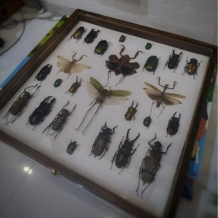 Jual [READY] Insectarium / Taxidermy Serangga / Pajangan Serangga