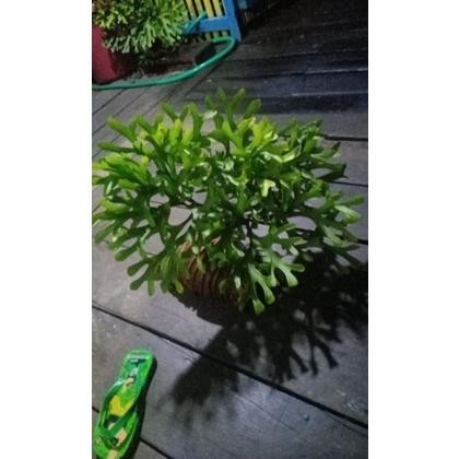 Platycerium Ridleyi Kalimantan Ukuran M (Minimal 2 Pembelian) #Gratisongkir #Sale #Discount