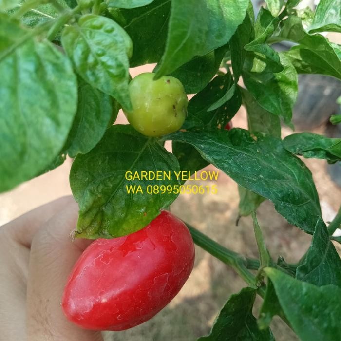 Tanaman Cabai Paprika Merah / Cabe Paprika