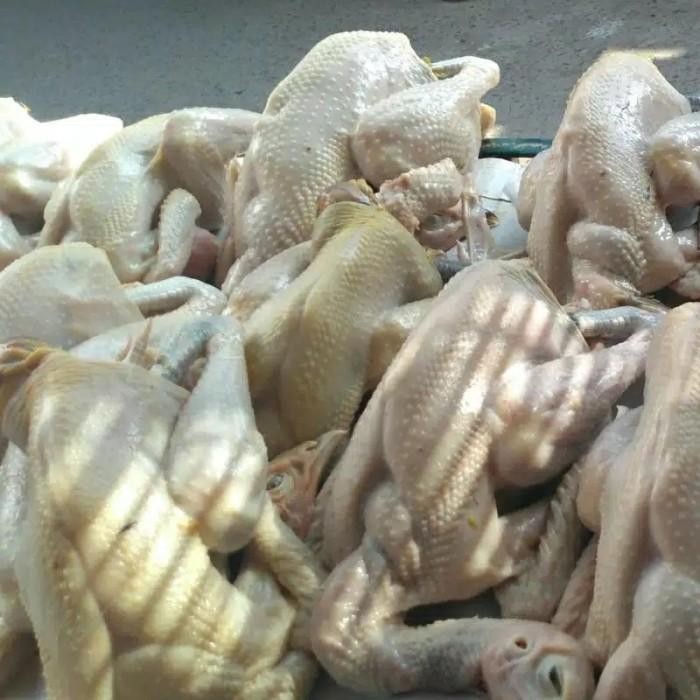 

(Expert) AYAM KAMPUNG MEDIUM 800-900 gr