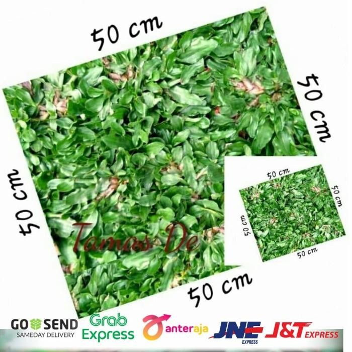 

(Expert) tanaman rumput gajah mini