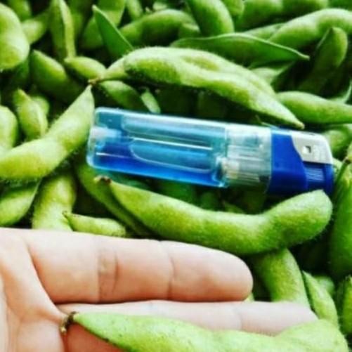 (Expert) benih KEDELAI EDAMAME JEPANG RYOKO 75 bibit unggul berkualitas
