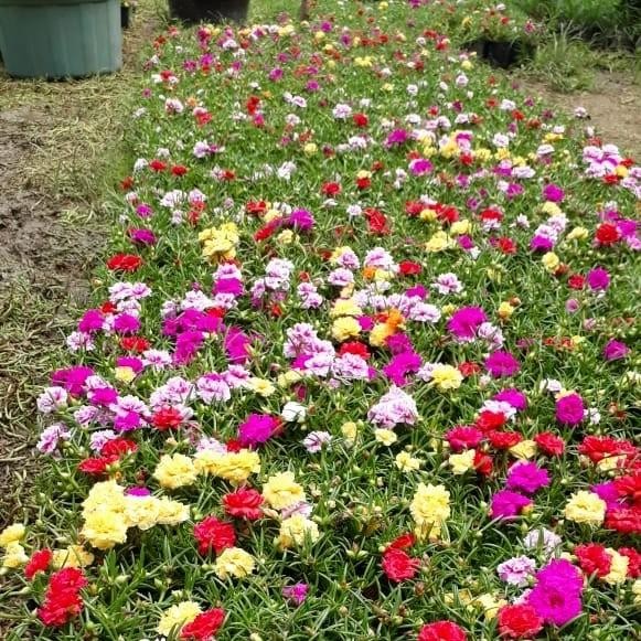 

(Expert) tanaman hias moss rose sutera bombay perpolybag