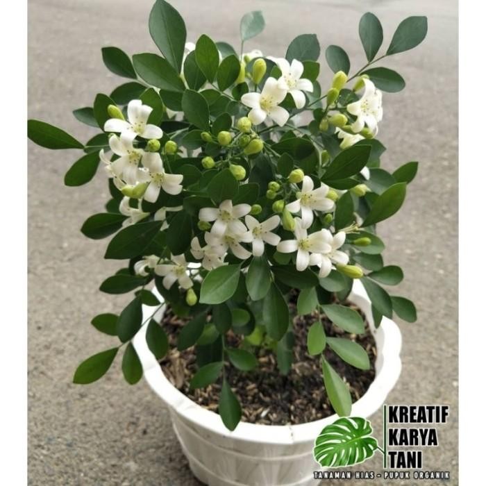 

(Expert) Tanaman kemuning wangi - Bunga kemuning wangi harum