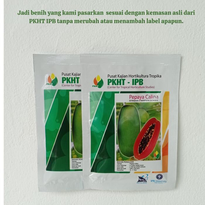 (Expert) Benih Pepaya Calina PKHT IPB 9 (California) Callina
