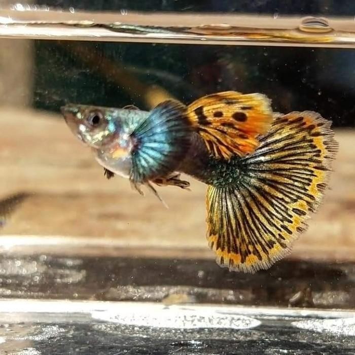 (Expert) guppy PREMBE paket sepasang ikan hias gupi platinum mozaik big ear