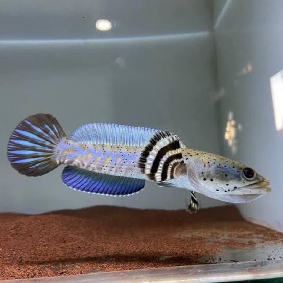 (Expert) Channa blue pulchra 10-12 cm singel tank flaring