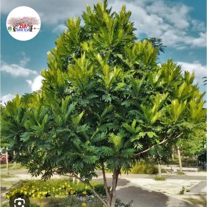 Pohon Kiara payung tinggi 2meter