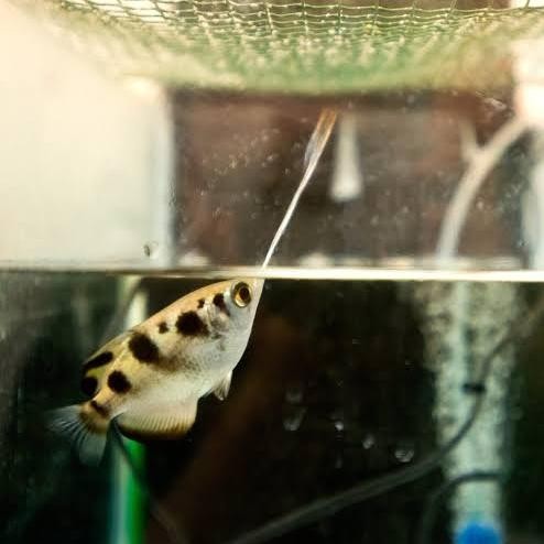 Archer Fish Ikan Sumpit