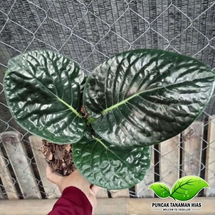 Tanaman hias sirih papua - Sirih hitam papua