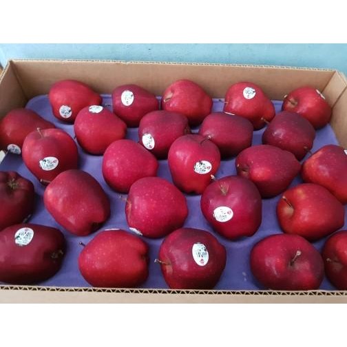 

Glx buah apel merah washington