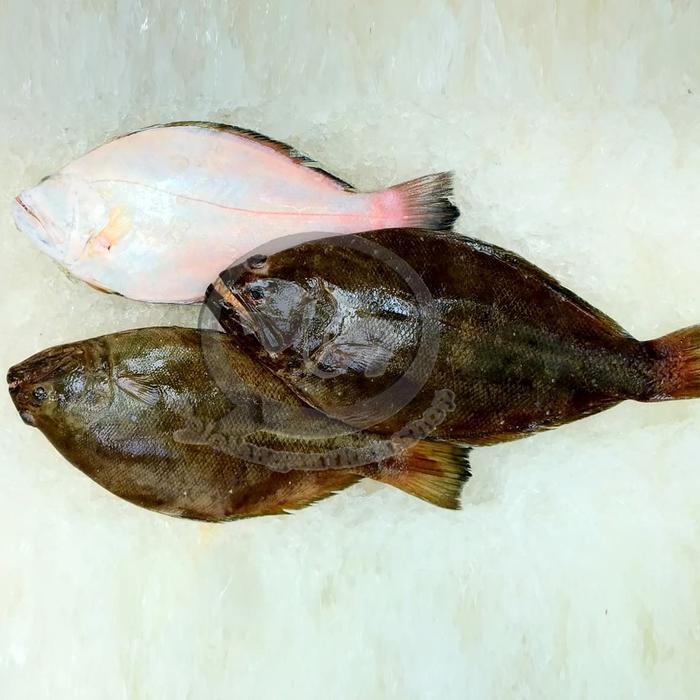 

Gdh Jual Ikan Sebelah segar per kg