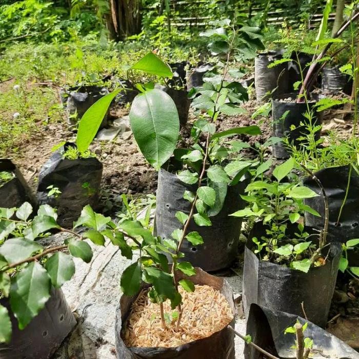 bibit tanaman rukem bogo /bibit bonsai rukem bogo