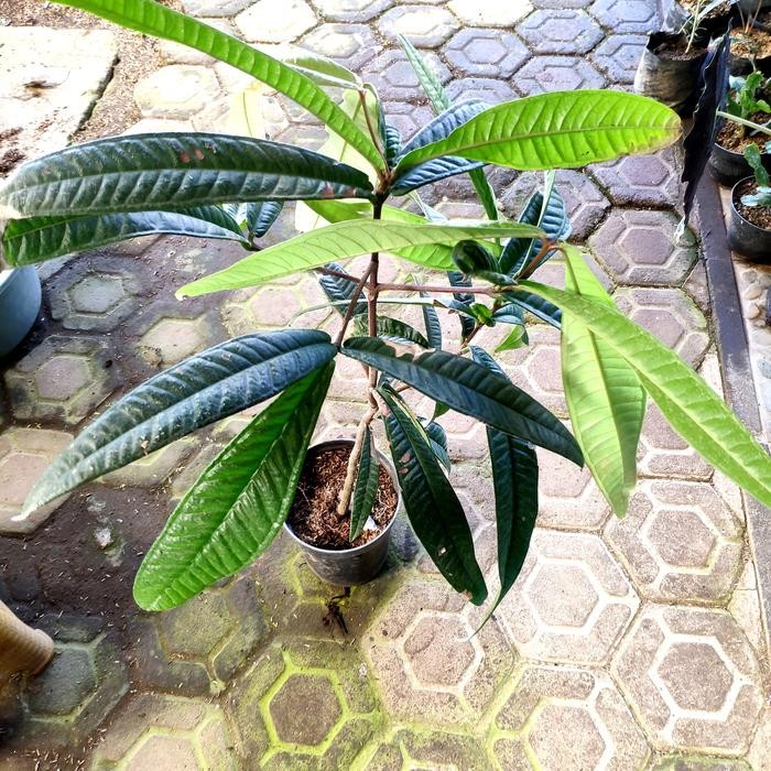 Tanaman Syzygium Sp. Papua