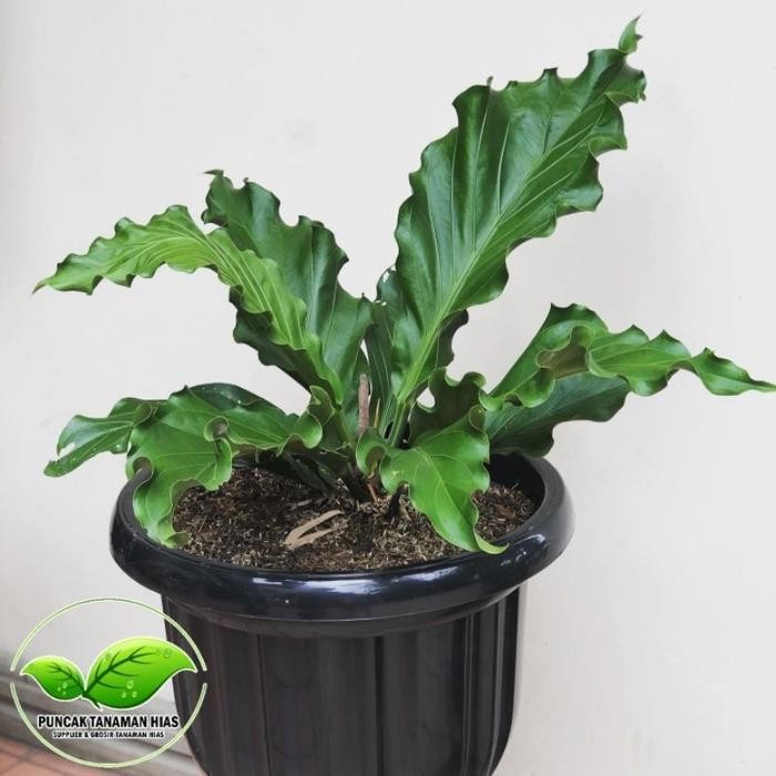 Anthurium gelombang cinta - Gelombang cinta anthurium