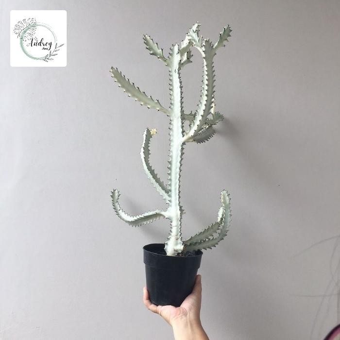 Tanaman hias kaktus albino - kaktus putih - tanaman hias - pohon kaktus