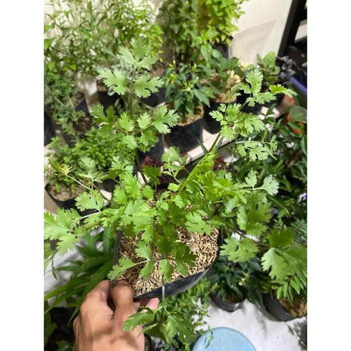 Tanaman Herbal Ketumbar Rempah Coriander