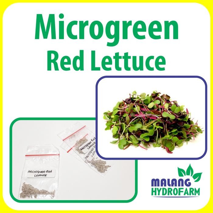 Benih Microgreen Red Lettuce Selada Merah Unggulan berkualitas caisim bayi biji bibit hydroponik