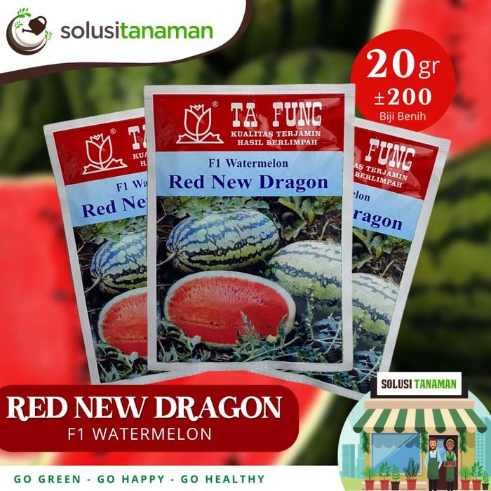 Benih Semangka Red New Dragon F1 20gr Bibit Semangka Ta Fung Benih Semangka Tafung Watermelon Bibit