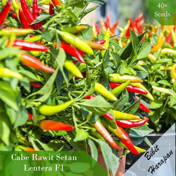 Bibit Benih Cabe Rawit Setan Lentera F1 Super Pedes Benih Bibit Unggul *