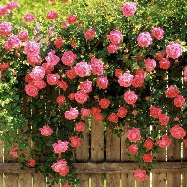 Tanaman Mawar Rambat (Pink Jepang) / Climbing Rose / Japanesse Climbing Rose / Mawar Jepang Rambat
