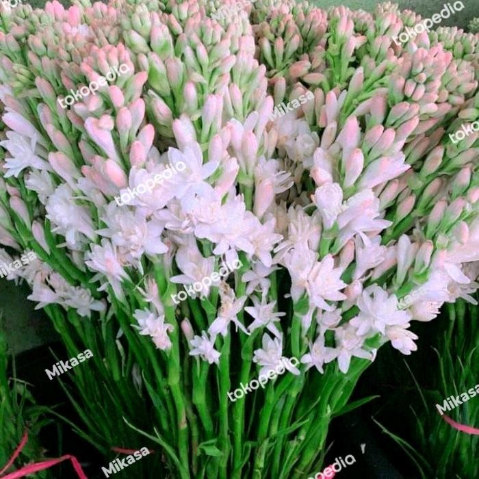 bunga sedap malam segar *